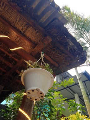 Cane Homestay